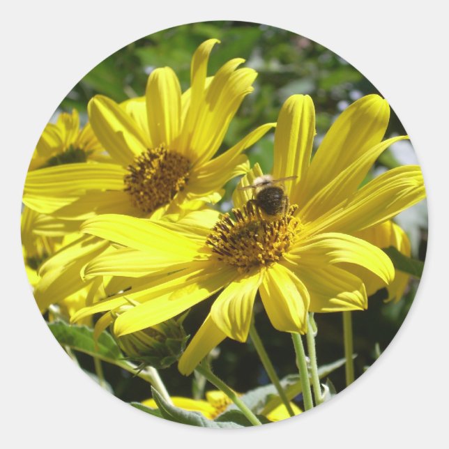 Adesivo Bumblebee e Sunflower (Frente)