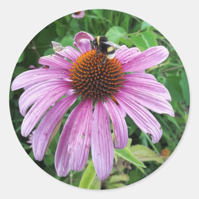 Adesivo Bumblebee no Coneflower roxo oriental (Frente)