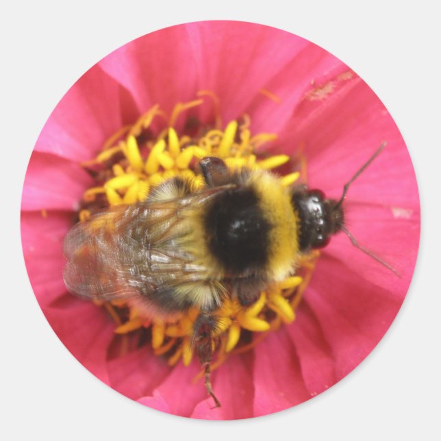 Adesivo Bumblebee Sticker (Frente)