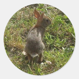 Adesivo Bunny Rabbit