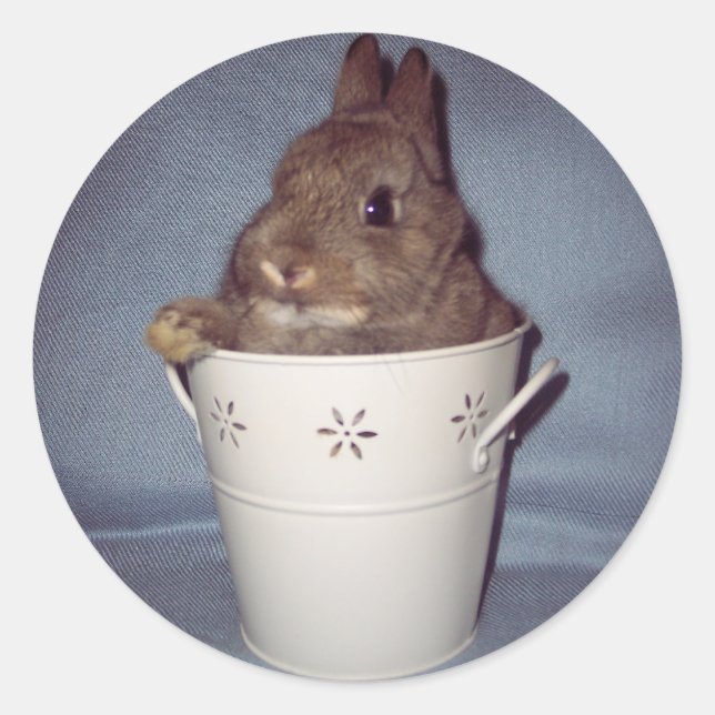 Adesivo Bunny Rabbit Sticker (Frente)