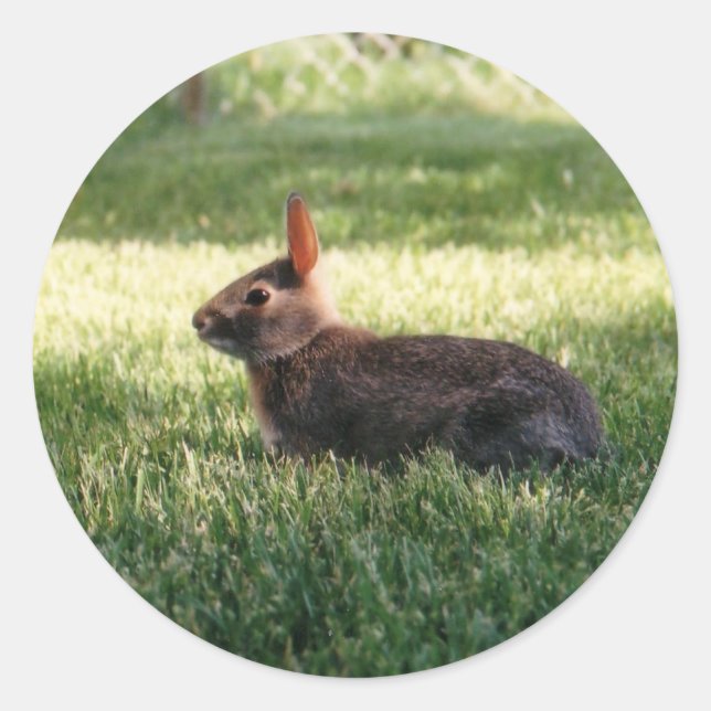 Adesivo Bunny Rabbit Stickers (Frente)