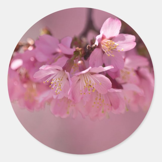 Adesivo Buquê Delicado Rosa de Flores de Cerejeira Sakura (Frente)