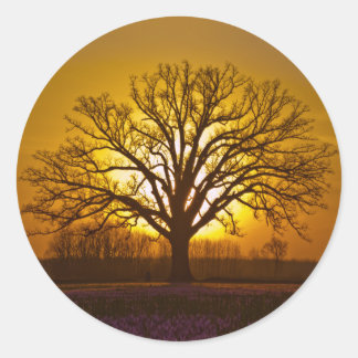 Adesivo Bur Oak Sunset
