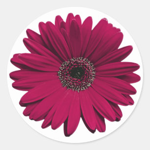 Adesivo Burgundy Gerbera Daisy Flower Envelope Seal