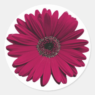 Adesivo Burgundy Gerbera Daisy Flower Envelope Seal