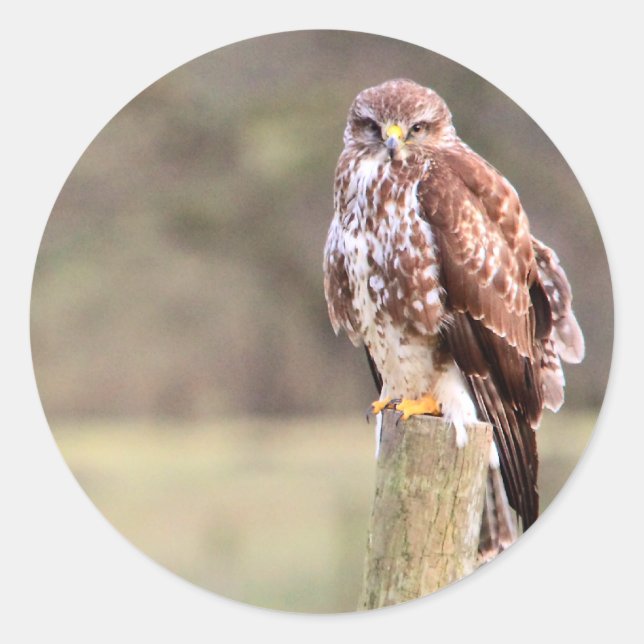 Adesivo Buzzard (Frente)