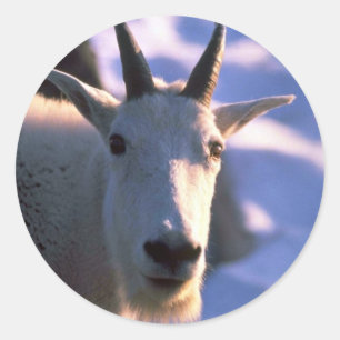 Adesivo Cabeça da cabra de montanha rochosa