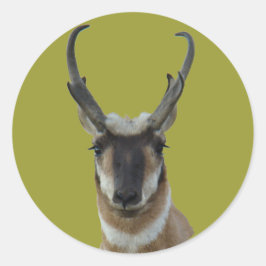 Adesivo Cabeça de antílope-pronghorn macho de face escura 
