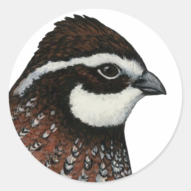 Adesivo Cabeça de Codorna Bobwhite (Frente)