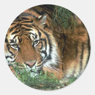 Adesivo Cabeça de descanso do tigre no Foreleg