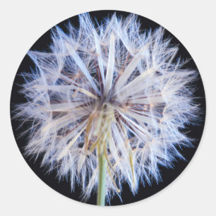 Adesivo Cabeça de Semente de Dente-de-Leão (Taraxacum Offi
