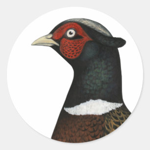 Adesivo Cabeça do faisão de Ringneck