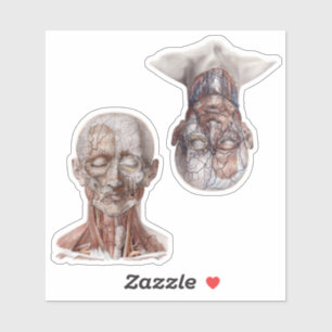 Adesivo Cabeças de Anatomia Humana Vintage para Ciência