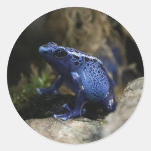 Adesivo Cabeçote de Tarot do Sapo de Seta Azul Venenosa