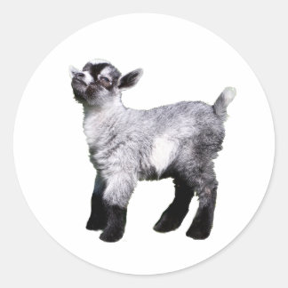 Adesivo cabra bebê esquerda