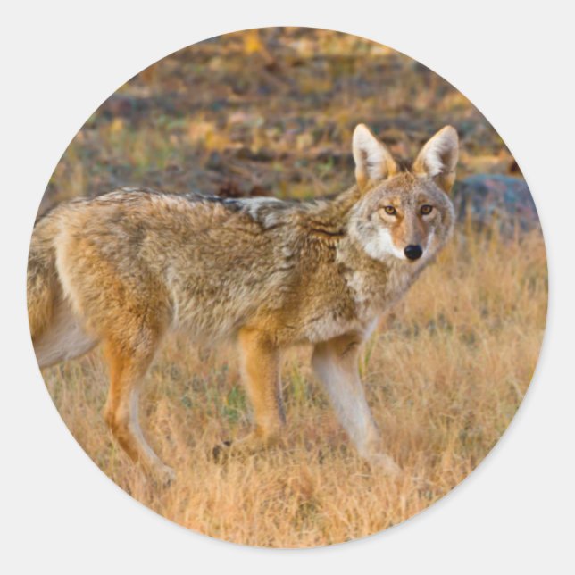 Adesivo Caça ao Coyote (Canis Latrans) (Frente)