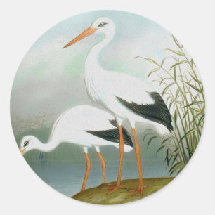 Adesivo Caça branca, Ilustrações de Aves