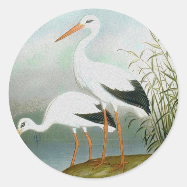 Adesivo Caça branca, Ilustrações de Aves (Frente)