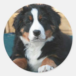 Adesivo cachorrinho-da-montanha-berna