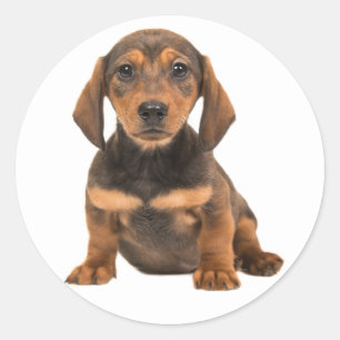 Adesivo Cachorrinho Dachshund Marrom Coração de Amor