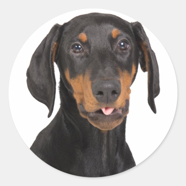 Adesivo cachorrinho-pintor doberman (Frente)