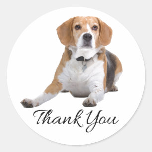 Adesivo Cachorro Beagle Fofo Presente Mamãe Papai Filhote