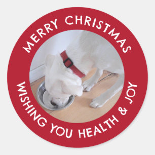 Adesivo Cachorro Branco Bonito Foto Saudável, Feliz Natal