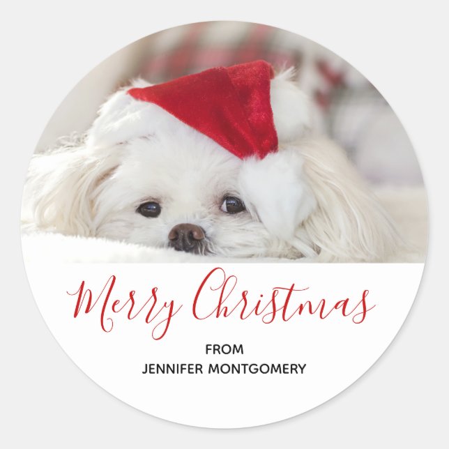 Adesivo Cachorro Branco bonito num chapéu de Natal Vermelh (Frente)