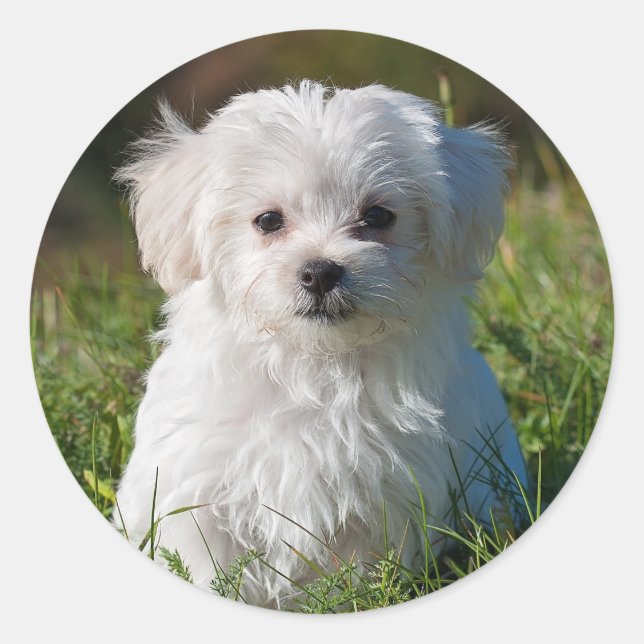 Adesivo Cachorro branco branco liso Maltês Cachorro (Frente)