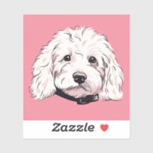 Cachorro Branco Fluffy Maltipoo Face Square