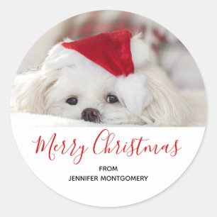 Adesivo Cachorro Branco giro em chapéu vermelho de Natal