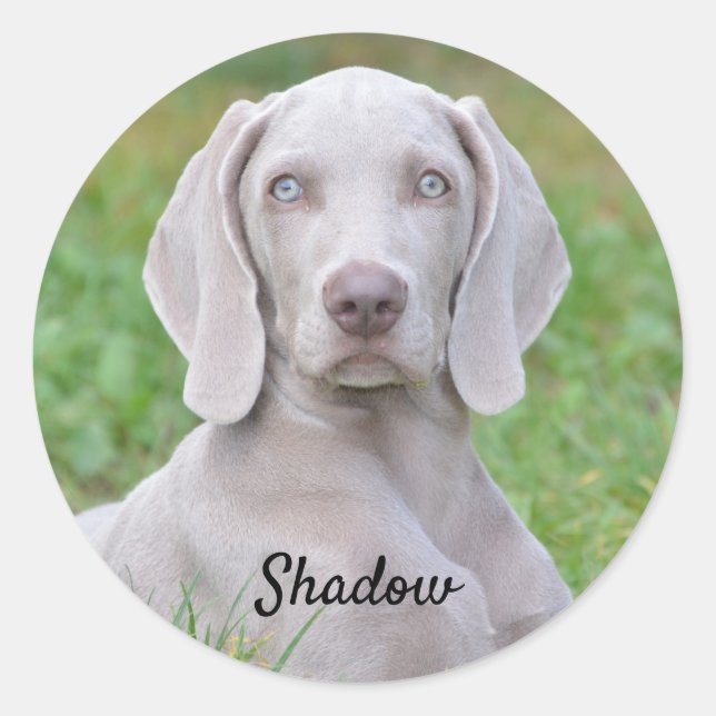 Adesivo Cachorro-Cachorro Personalizado do Weimaraner (Frente)