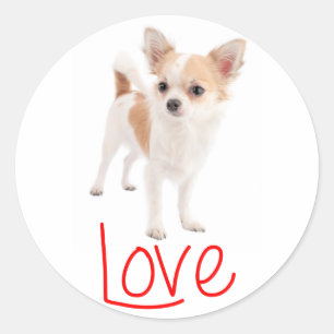 Adesivo Cachorro Chihuahua de Cabelo Longo Amor