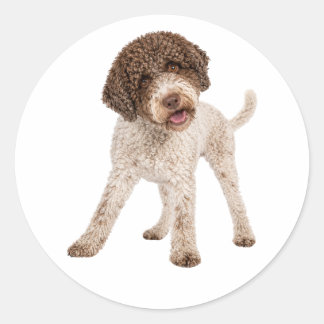Adesivo Cachorro Curioso Lagotto Romagnolo Rosto Doce Ades