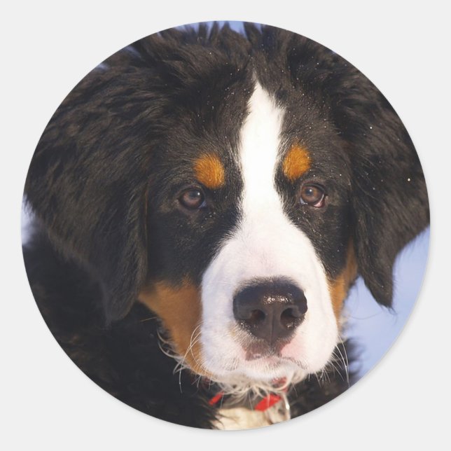 Adesivo Cachorro da Montanha Bernese (Frente)
