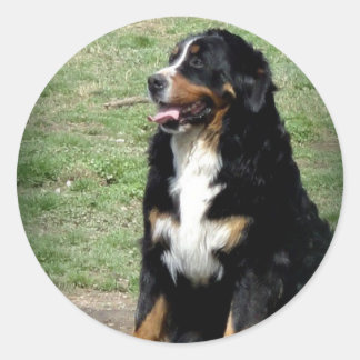 Adesivo Cachorro da Montanha Bernese