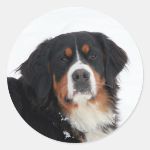 Adesivo Cachorro de Montanha Bernese Personalizável