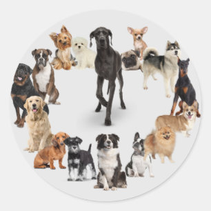 Adesivo Cachorro Divertido Animais de estimação Cachorro