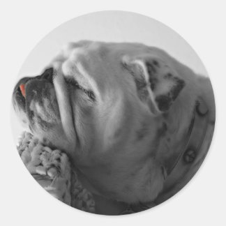 Adesivo Cachorro Dormindo