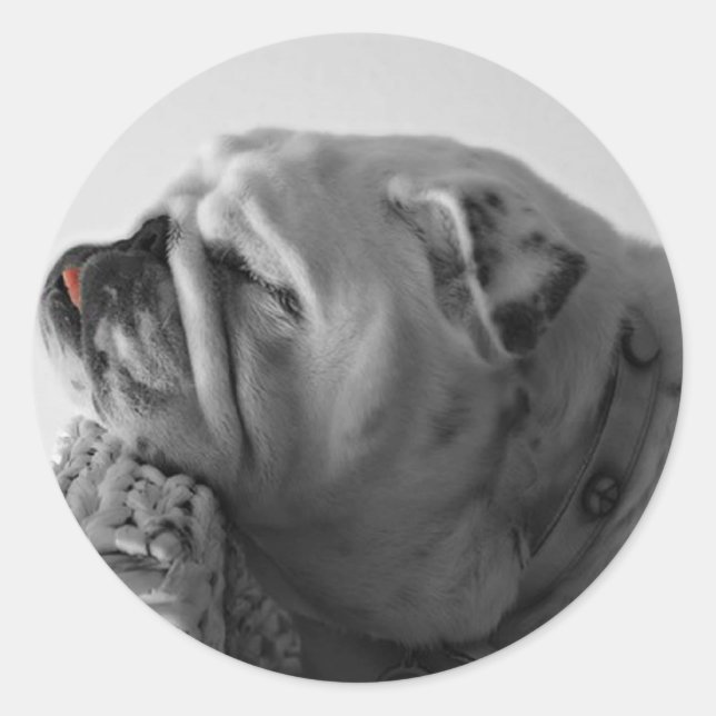 Adesivo Cachorro Dormindo (Frente)