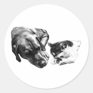 Adesivo Cachorro e Gato Colhidos Juntos com Vinheta Monocr