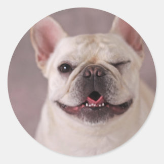 Adesivo Cachorro francês chato