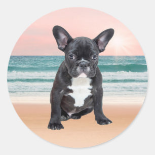 Adesivo Cachorro francês fofo na praia ao sol na água