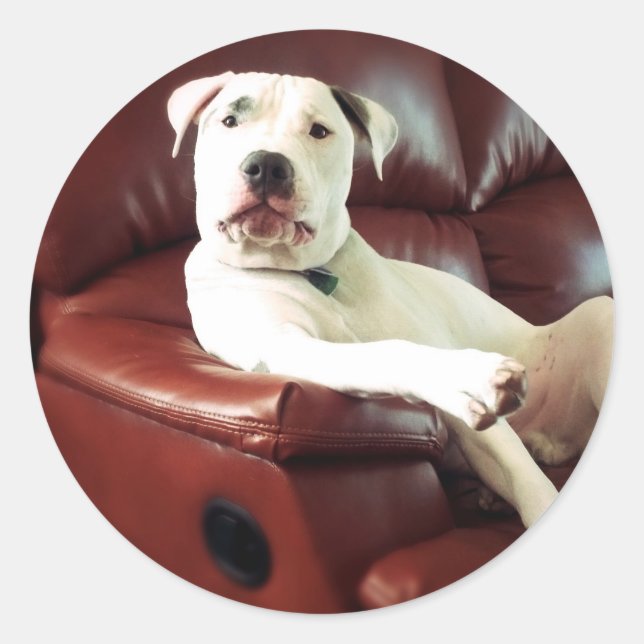 Adesivo cachorro pit bull branco engraçado no sofá (Frente)