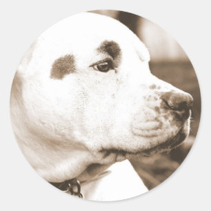 Adesivo cachorro pitbull cor sépia ódio ato não raça