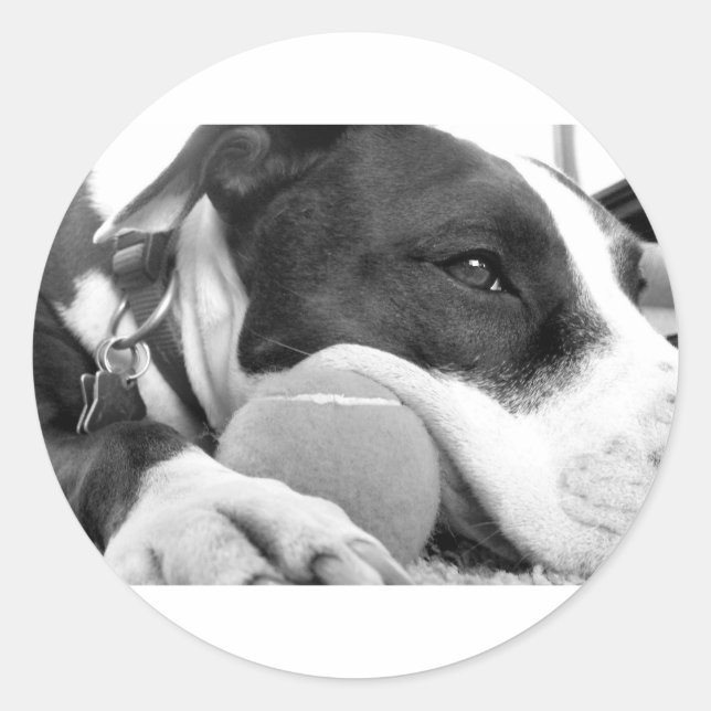 Adesivo cachorro pitbull fofo e triste, preto e branco com (Frente)