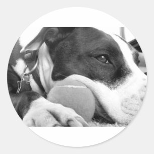Adesivo cachorro pitbull fofo e triste, preto e branco com