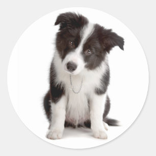 Adesivo Cachorro Preto e Branco Border Collie Filhote