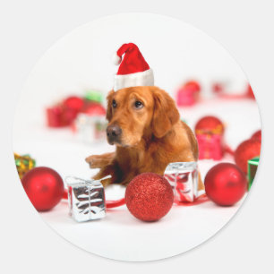 Adesivo Cachorro Retriever Dourado C Com Chapéu Vermelho d